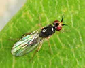 Elachiptera angusta - photo 4
