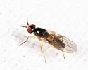 Elachiptera angusta - photo 5
