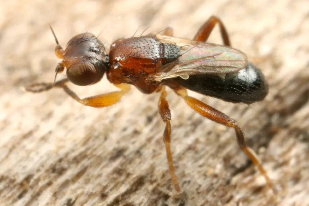 Elachiptera brevipennis - photo 2