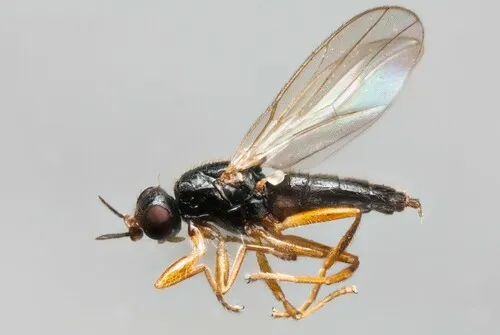 Elachiptera cornuta