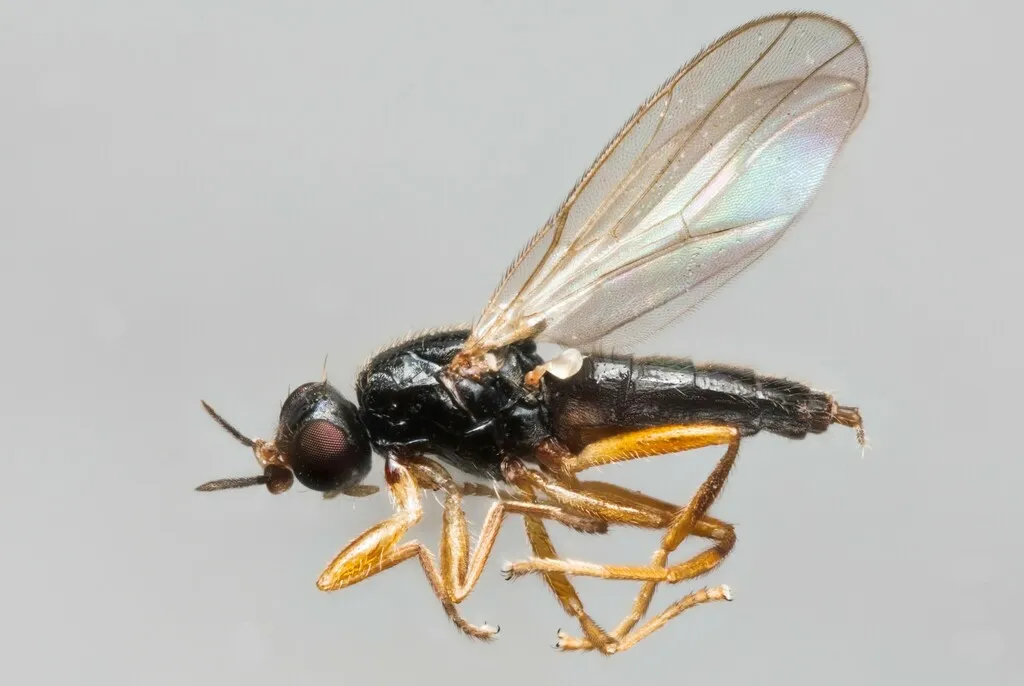 Elachiptera cornuta - photo 2