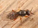Elachiptera costata - photo 2