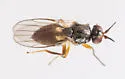 Elachiptera costata - photo 3