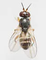 Elachiptera costata - photo 4