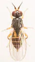 Elachiptera costata - photo 5