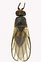 Elachiptera erythropleura