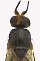 Elachiptera erythropleura - photo 2