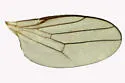 Elachiptera erythropleura - photo 3