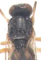 Elachiptera erythropleura - photo 4