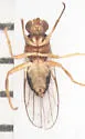 Elachiptera erythropleura - photo 5