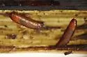 Elachiptera flaviceps - photo 3