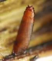 Elachiptera flaviceps - photo 4