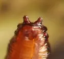 Elachiptera flaviceps - photo 5
