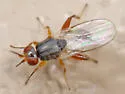 Elachiptera formosa