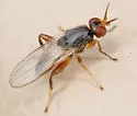 Elachiptera formosa - photo 2