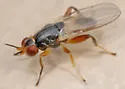 Elachiptera formosa - photo 3