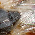 Elachiptera formosa - photo 4