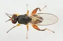 Elachiptera formosa - photo 5