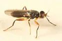 Elachiptera longiventris