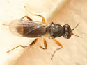 Elachiptera longiventris - photo 2