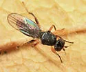 Elachiptera longiventris - photo 3