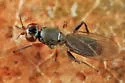 Elachiptera longiventris - photo 4