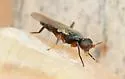 Elachiptera longiventris - photo 5