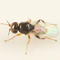 Elachiptera nigriceps