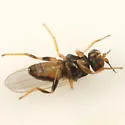 Elachiptera nigriceps - photo 2