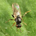 Elachiptera nigriceps - photo 3