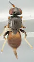 Elachiptera nigriceps - photo 5