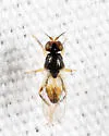 Elachiptera pechumani