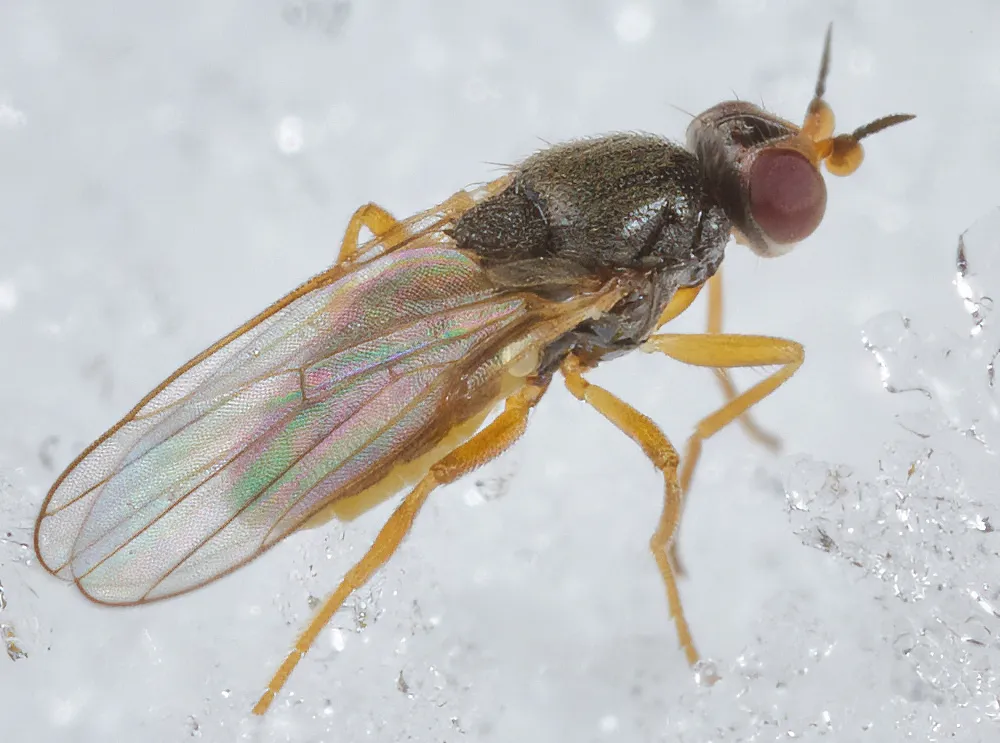 Elachiptera tuberculifera - photo 3