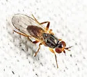 Elachiptera vittata