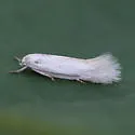 Elachista acenteta - Hodges#1091
