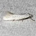 Elachista adianta - Hodges#1090.1 - photo 2
