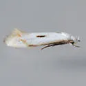Elachista albidella - Hodges#1127