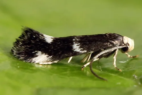 Elachista albifrontella