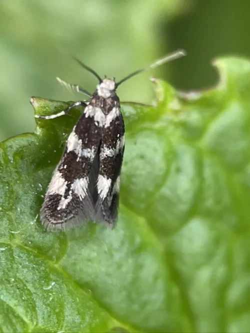 Elachista apicipunctella