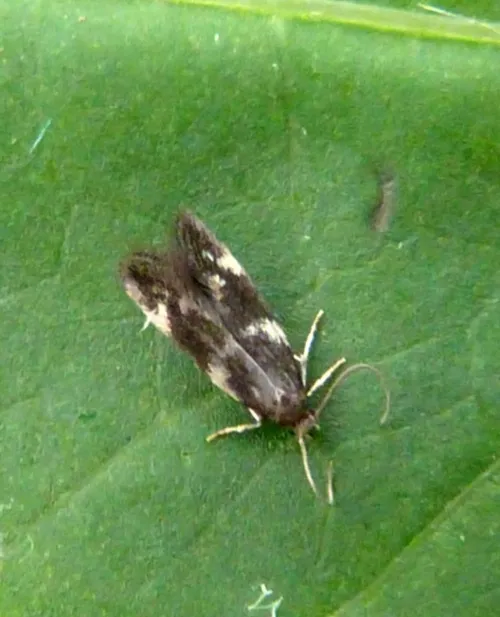 Elachista apicipunctella - photo 2