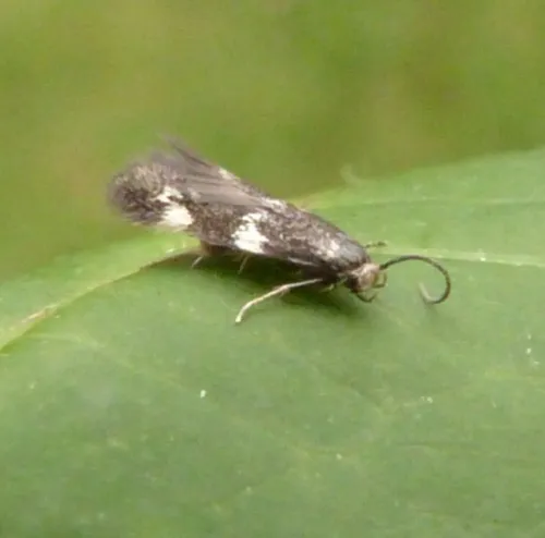 Elachista apicipunctella - photo 3