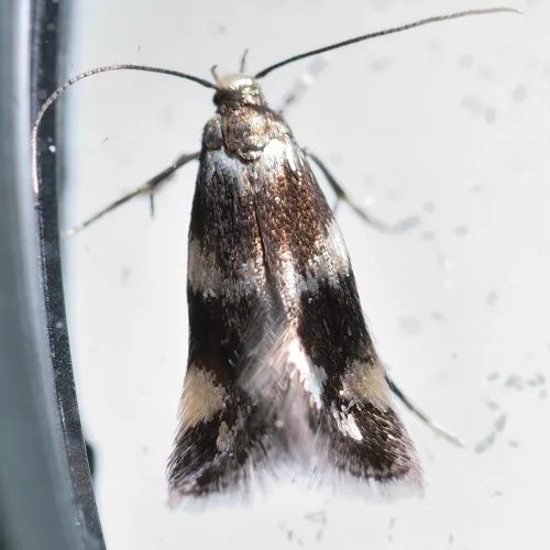 Elachista apicipunctella - photo 4