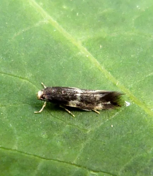 Elachista apicipunctella - photo 5