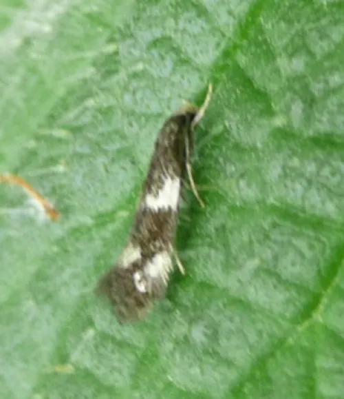 Elachista apicipunctella - photo 6