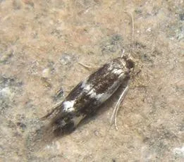 Elachista apicipunctella - photo 7