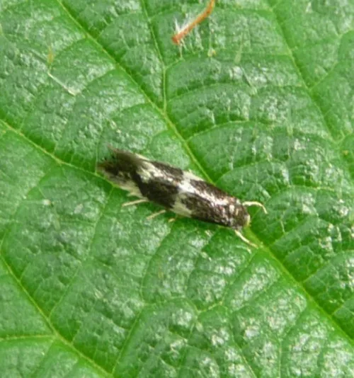 Elachista apicipunctella - photo 8