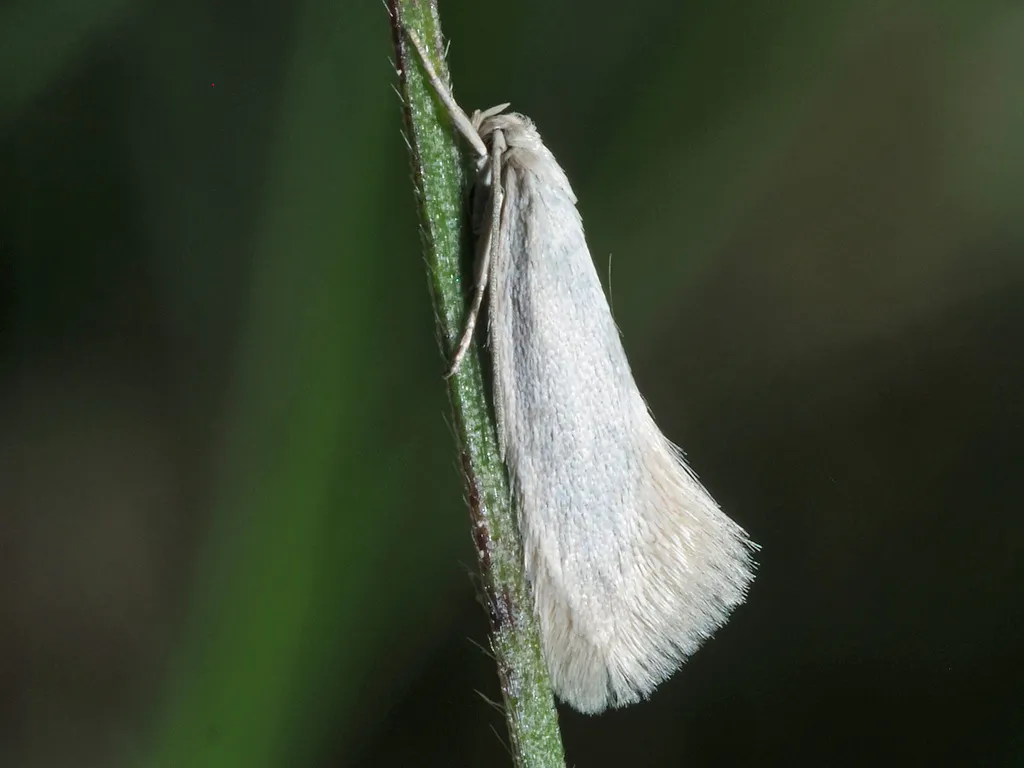 Elachista argentella - photo 2