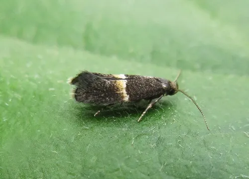 Elachista bisulcella