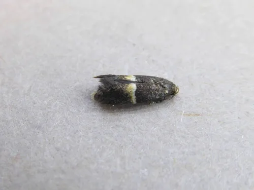 Elachista bisulcella - photo 2