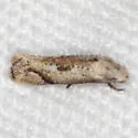 Elachista calusella - Hodges#1124.1